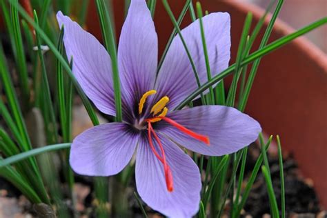 crocus sativus - porno de famosos